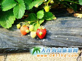 ڶfӲݮ