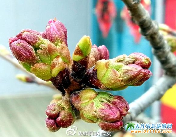 旅順203櫻花園