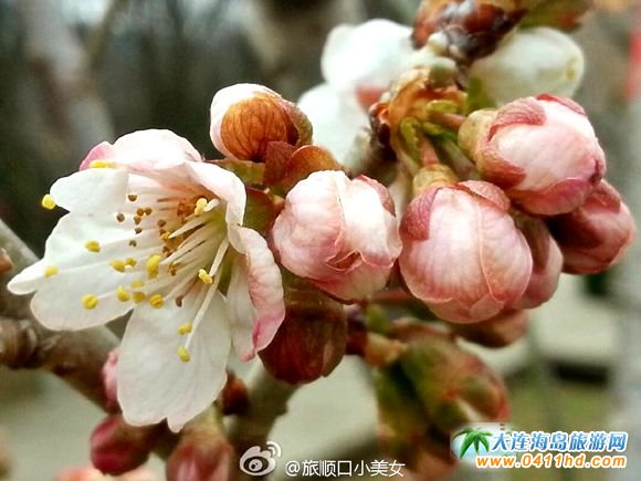 旅順203櫻花園