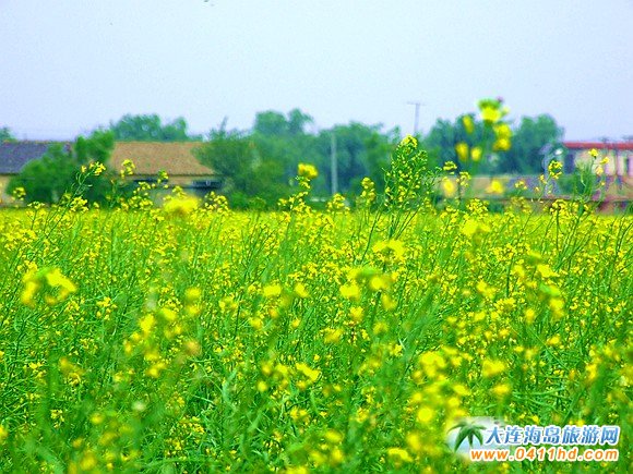 2016大連油菜花節