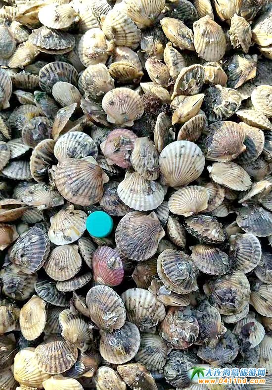 長海縣的原漿鮮貝丁
