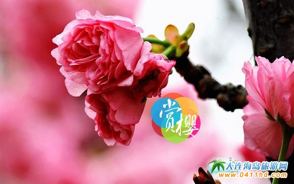 2021旅順櫻花園